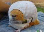 funny-animals-16.jpg