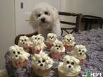 dogs-funny-awesome-8.jpg