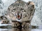 snow-leopard-1.jpg
