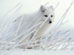 arctic-fox.jpg