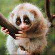 SlowLoris.jpg