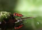 trunovmacro001-19.jpg