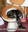 cat in toilet.jpg