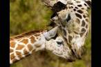 Mom-and-baby-giraffes-A-Mothers-Love.jpg