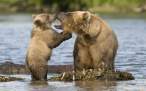 Momma-bear-teaching-baby-bear-about-first-bath.jpg