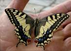 borboleta.jpg