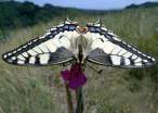 Papilio machaon (Linnaeus, 1758).jpg