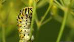 Papilio_machaon_D_0908C.jpg