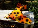 STFB-4crnPege&Izgled 008s r.jpg