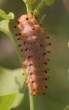 polyxena_larva.jpg