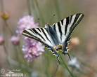 iphiclides-podalirius-90865.jpg