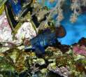 Synchiropus_splendidus_W_009.jpg