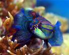 dragonet_greenMandarin3.jpg