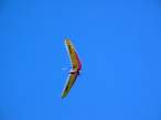 hanggliding_0.jpg