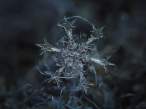 snowflake-closeup-550x412.jpg