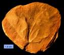 FoldedTullimonstrum.jpg