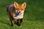 fox-wallpapers-9.jpg