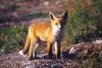 fox-wallpapers-12.jpg