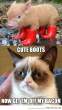 funny-Grumpy-cat-boots-pig.jpg