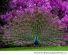 Peacocks-like-to-show-their-feathers-resizecrop--.jpg