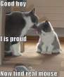 funny-cats-mom-licks-kitten.gif
