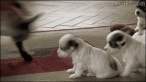 295872128672361gif-puppy.gif