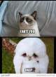 grumpy-cat-vs-sad-owl_260455-500x.gif