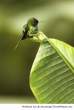 Little-bird-on-a-leaf-resizecrop--.jpg