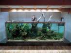 Cool-Aquarium-Decorations-with-the-owner.jpg