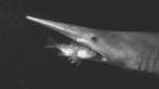 bizarre-creatures-of-the-mariana-trench-i-am-suddenly-terrified-of-open-water.gif