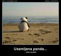 usamljena-panda.jpg