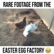 Happy Easter Wishes.gif